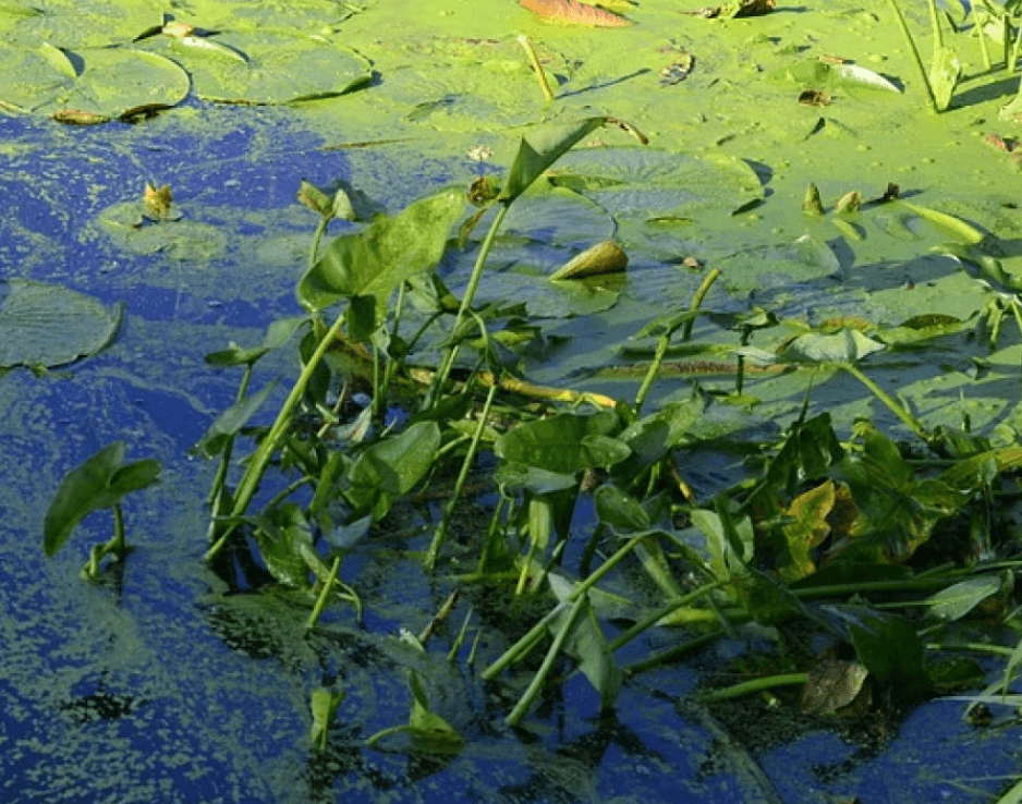 blue-green algae